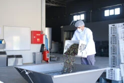 Grillfürst Feinkost - Olivenöl Niz Olive Memecik - Nativ Extra - Mehrfach International Preisgekrönt - 500ml -Angebote Grillgarten Store Niz Olive Olivenoel Ernte September